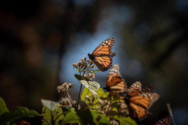 Que no se te pase la temporada! Vive hoy la magia de la Mariposa Monarca