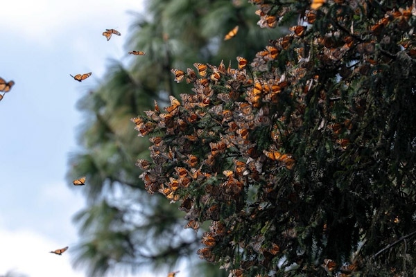 Guardián Forestal, escudo de la Mariposa Monarca en Michoacán
