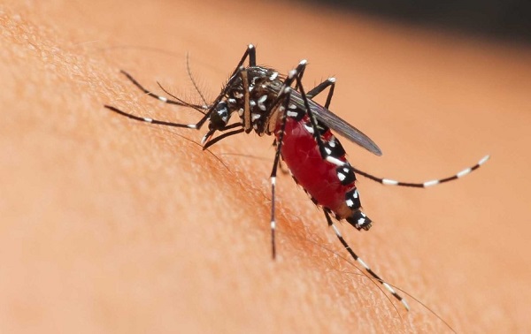 Refuerzan combate al dengue con más de 351 mil tareas de prevención