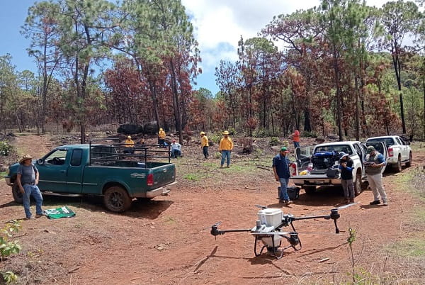 Dispersan 12 mil semillas en Pátzcuaro para restaurar el Estribo Grande