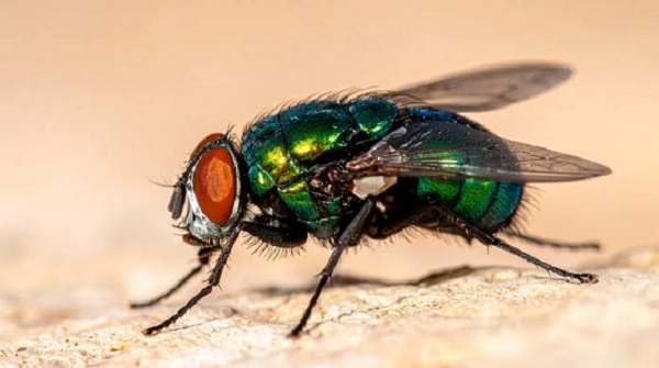 Buscan combatir rebrote de la mosca del gusano barrenador en Centroamérica, México y Estados Unidos