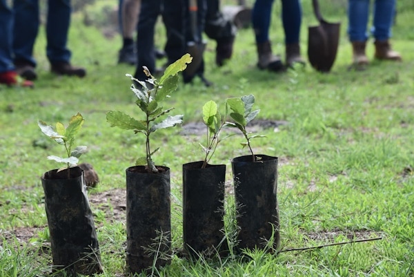 SCOP se suma a la reforestación del Cerro Grande en La Piedad; plantan 700 encinos