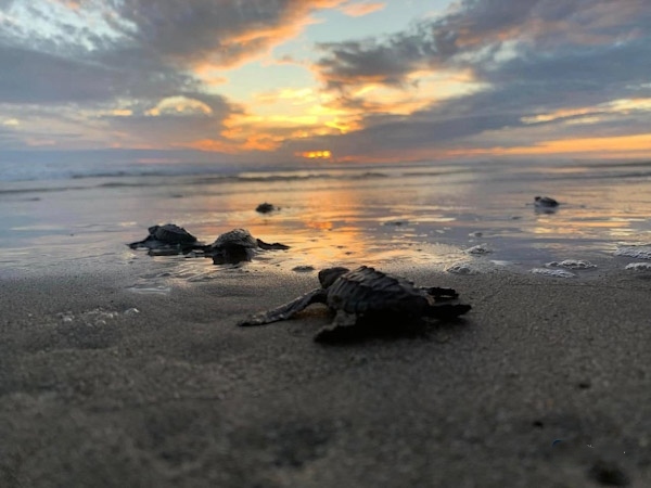 Michoacán está listo para el arribo de miles de tortugas marinas