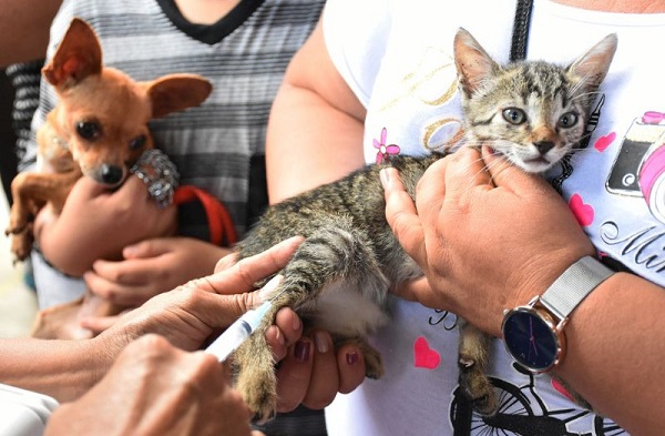 Llama a reforzar prevención en el hogar por el Día Mundial de las Zoonosis
