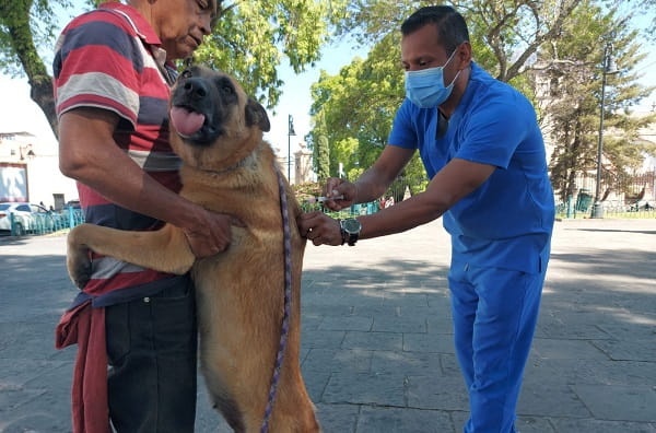 Exhortan a vacunar contra la rabia a los animales de compañía