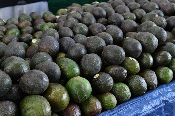 Michoacán cosechó un millón 460 mil toneladas de aguacate en la temporada 2025-2026