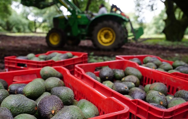 A partir de mañana se reanuda exportación de aguacate a Estados Unidos